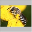 Colletes sp - Seidenbiene w03a 8mm.jpg